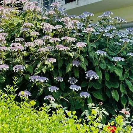 Mia Dream Apartman *