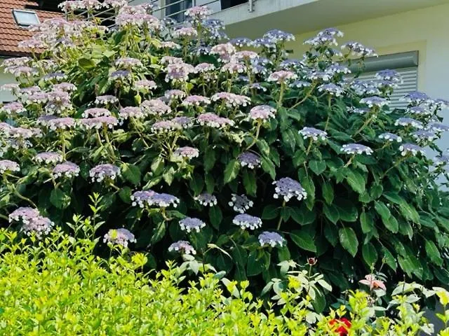 Mia Dream Апартаменты *